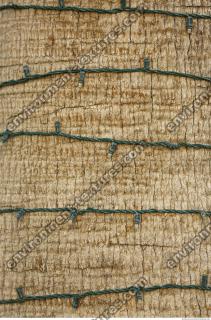 photo texture of palm bark 0003